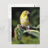 Yellow Finch Briefkaart (Voorkant / Achterkant)