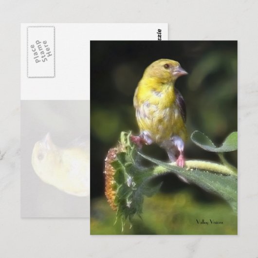 Yellow Finch Briefkaart (Voorkant / Achterkant)