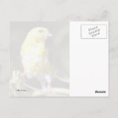 Yellow Finch Briefkaart (Achterkant)