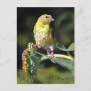 Yellow Finch Briefkaart