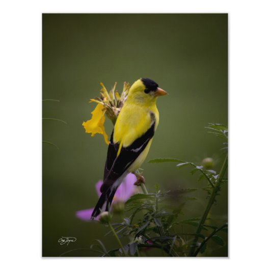 Yellow Finch Resting in Georgia Foto Afdruk (Voorkant)
