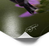 Yellow Finch Resting in Georgia Foto Foto Afdruk (Hoek)