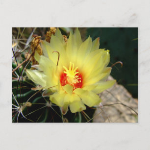 Yellow fishhook cactus flower briefkaart