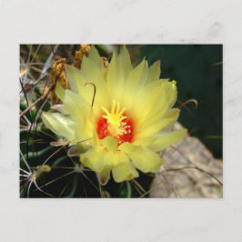 Yellow fishhook cactus flower briefkaart