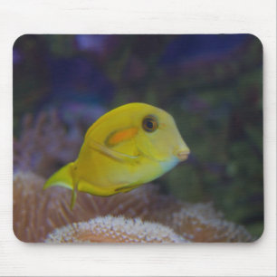 Yellow Fishy Muismat