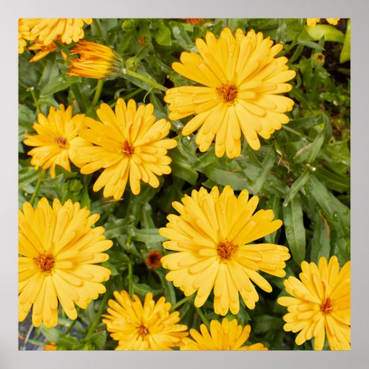 Yellow Floral Poster (Voorkant)