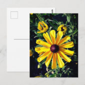 Yellow Flower Black-Eyed Susan Briefkaart (Voorkant / Achterkant)