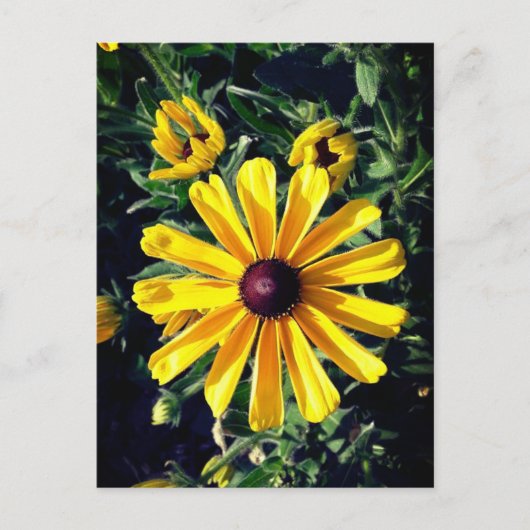 Yellow Flower Black-Eyed Susan Briefkaart (Voorkant)
