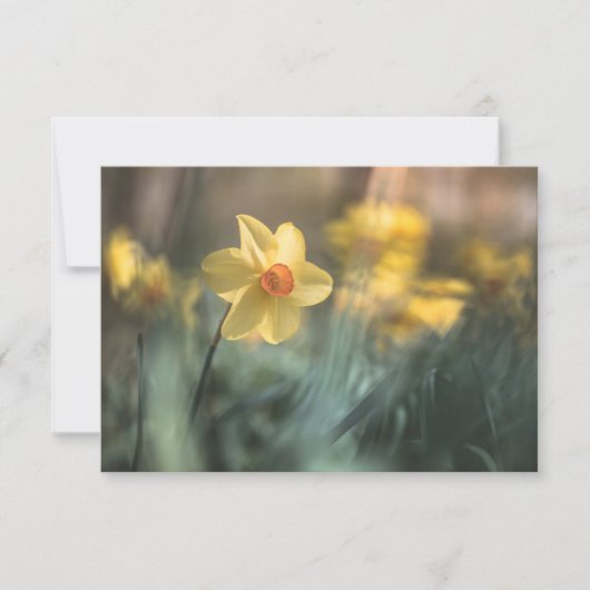 Yellow Flower Daffodil Natuur Fotokaart (Voorkant)
