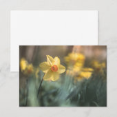 Yellow Flower Daffodil Natuur Fotokaart (Voorkant / Achterkant)