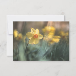 Yellow Flower Daffodil Natuur Fotokaart