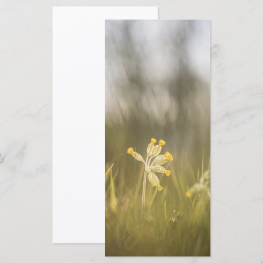 Yellow Flower Natuur fotokaart (Voorkant / Achterkant)