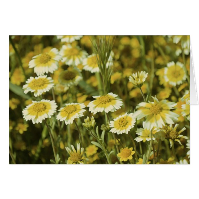 Yellow Flowers (Voorkant Horizontaal)