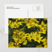 Yellow Flowers Briefkaart (Voorkant / Achterkant)