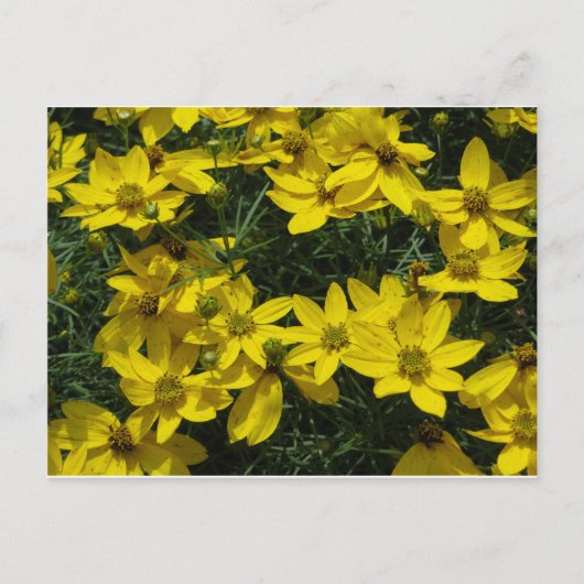 Yellow Flowers Briefkaart (Voorkant)