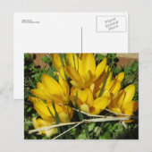 Yellow Flowers Briefkaart (Voorkant / Achterkant)