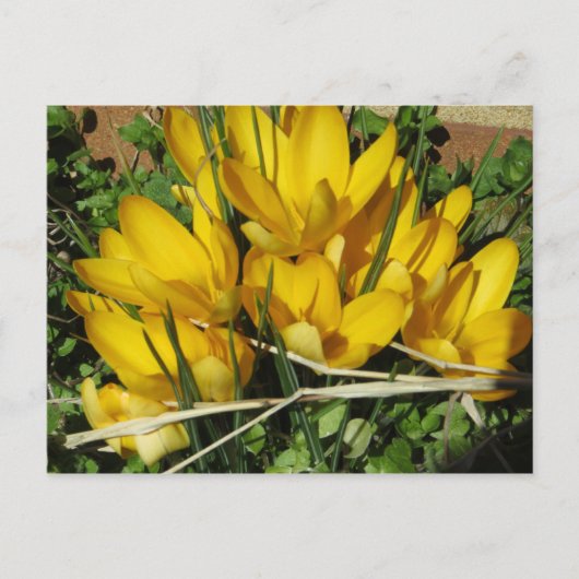 Yellow Flowers Briefkaart (Voorkant)