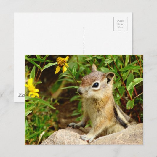 Yellow Flowers Chipmunk Briefkaart (Voorkant / Achterkant)