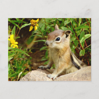 Yellow Flowers Chipmunk Briefkaart