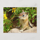 Yellow Flowers Chipmunk Briefkaart (Voorkant)