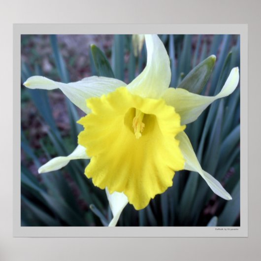 Yellow Flowers Daffodils Daffodil Flower Photo Poster (Voorkant)