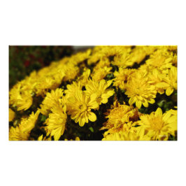 Yellow Flowers Foto Afdruk