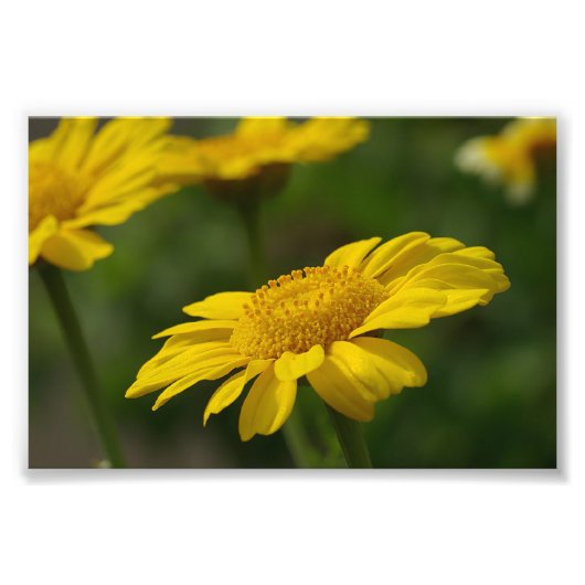 Yellow Flowers Foto Afdruk (Voorkant)