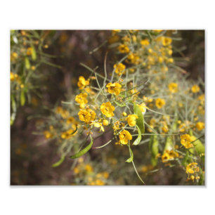 Yellow Flowers Foto afdrukken