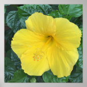 Yellow Flowers Foto Poster (Voorkant)