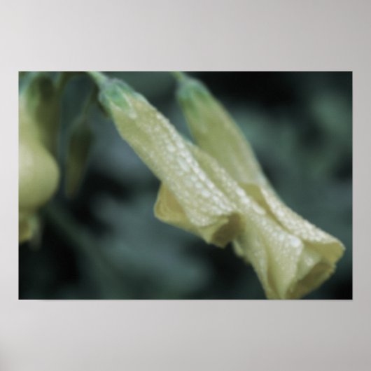 Yellow Flowers - Morning Dew Poster (Voorkant)