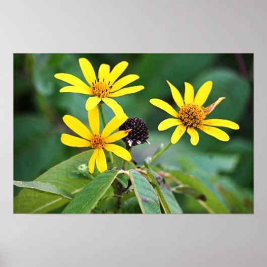 Yellow Flowers Photo Poster (Voorkant)