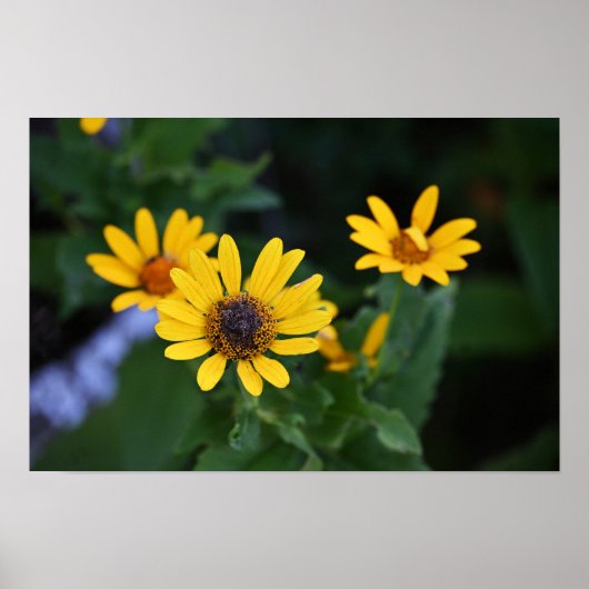 Yellow Flowers Photo Poster (Voorkant)
