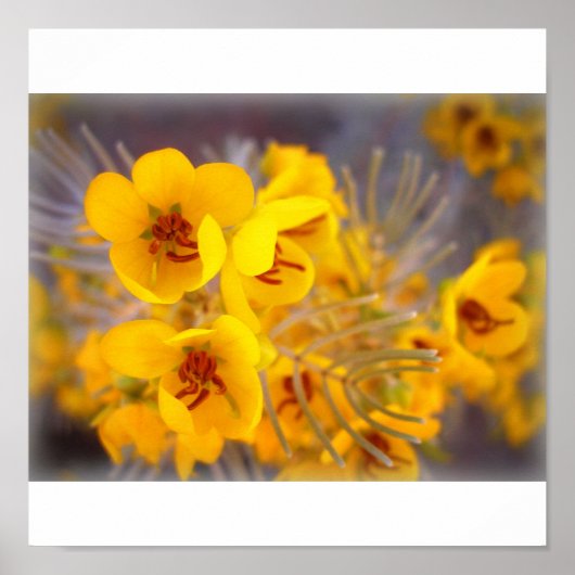 Yellow Flowers Poster (Voorkant)