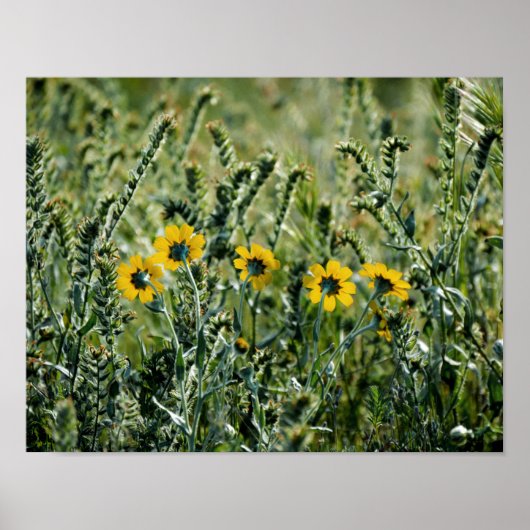 Yellow Flowers Poster (Voorkant)