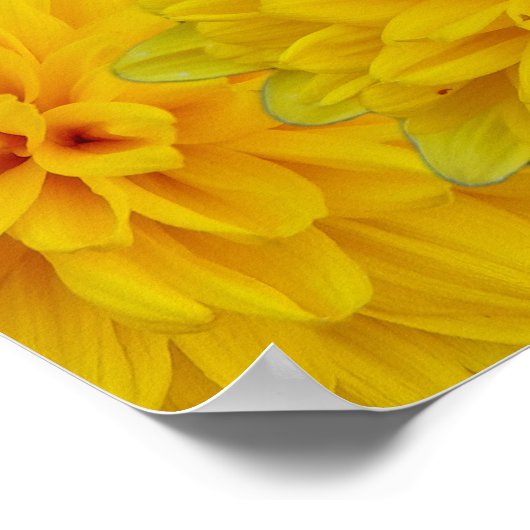 Yellow Flowers Poster (Hoek)