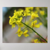 Yellow Flowers Poster (Voorkant)