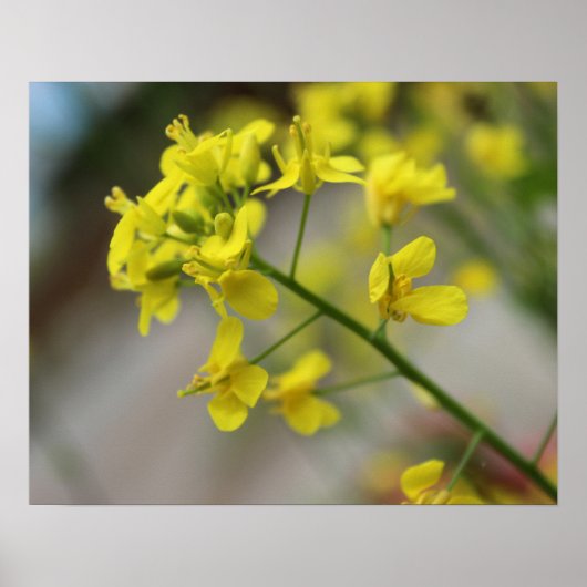 Yellow Flowers Poster (Voorkant)