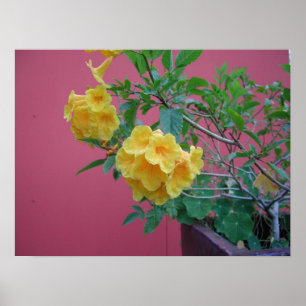 Yellow Flowers Poster