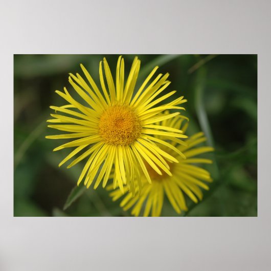 Yellow Flowers Poster (Voorkant)