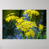 Yellow Flowers Poster (Voorkant)