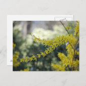 Yellow Forsythia Photo Post Card Briefkaart (Voorkant / Achterkant)