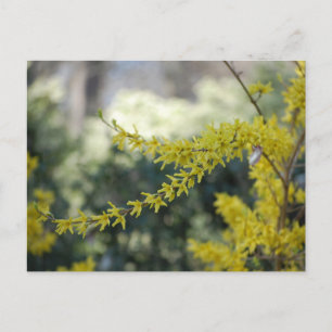 Yellow Forsythia Photo Post Card Briefkaart