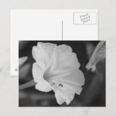 Yellow Four O'Clock Briefkaart (Voorkant / Achterkant)