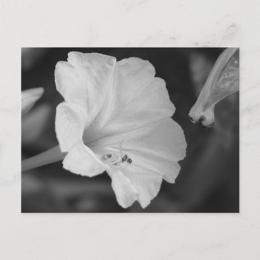 Yellow Four O'Clock Briefkaart (Voorkant)