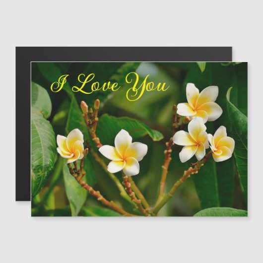 Yellow Frangipani (Voorkant / Achterkant)