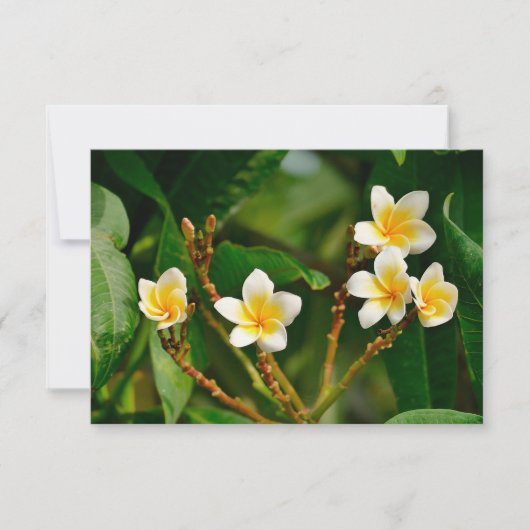 Yellow Frangipani (Voorkant)