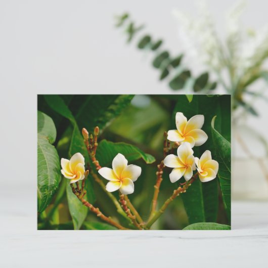Yellow Frangipani (Staand voorkant)