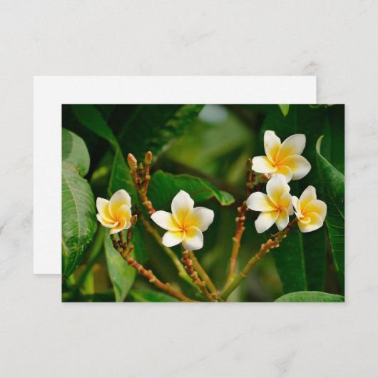 Yellow Frangipani (Voorkant / Achterkant)