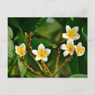 Yellow Frangipani Briefkaart