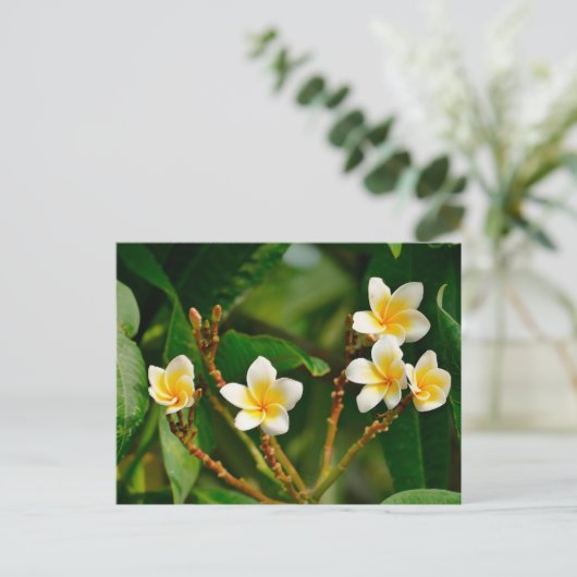 Yellow Frangipani Briefkaart (Staand voorkant)